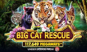Hình ảnh Big Cat Rescue Megaways tại ok9betvn